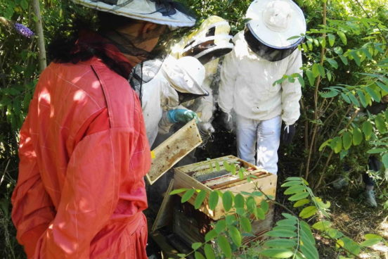 Formation théorique et pratique sur l'apiculture à la Ferme du Bonheur de Nanterre